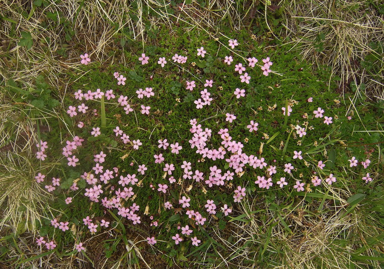 Silene acaulis