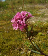 Lychnis alpina