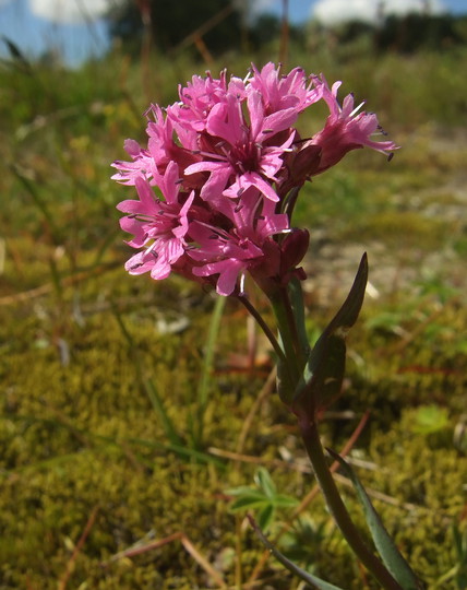 Lychnis alpina