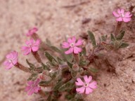 Silene littorea