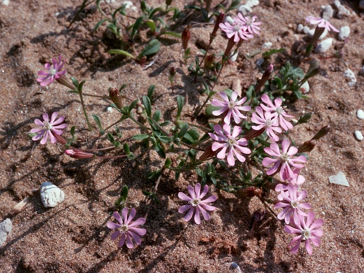 Silene colorata