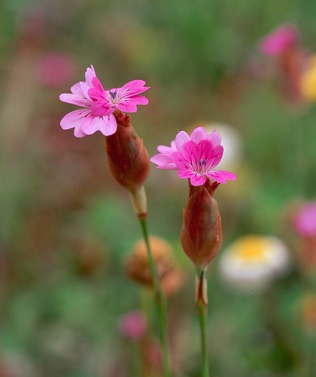 Petrorhagia velutina