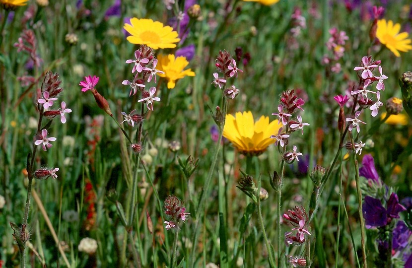 Silene gallica