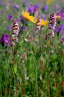 Silene gallica