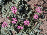 Silene colorata