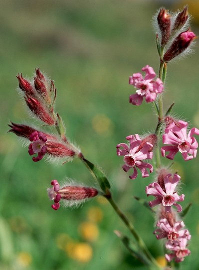 Silene bellidifolia