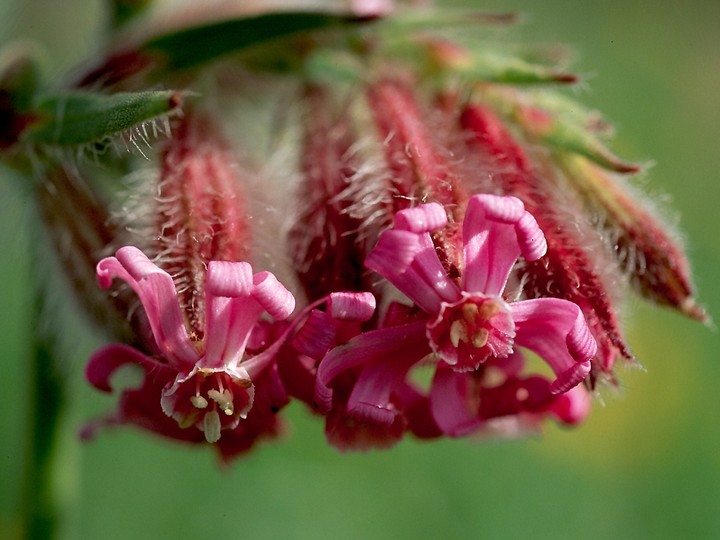 Silene bellidifolia