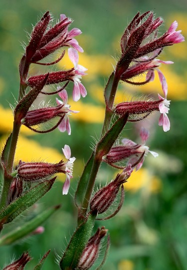 Silene gallica