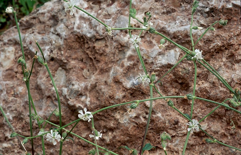 Silene dichotoma