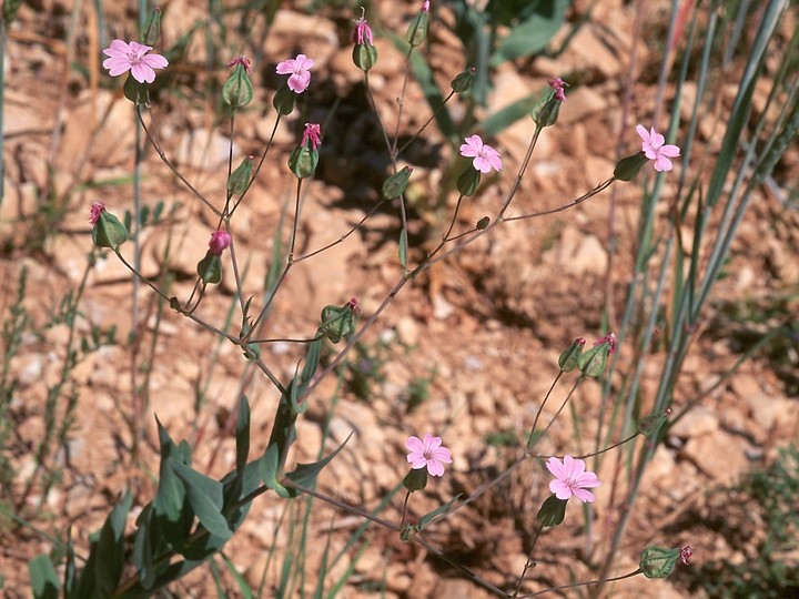 Vaccaria hispanica