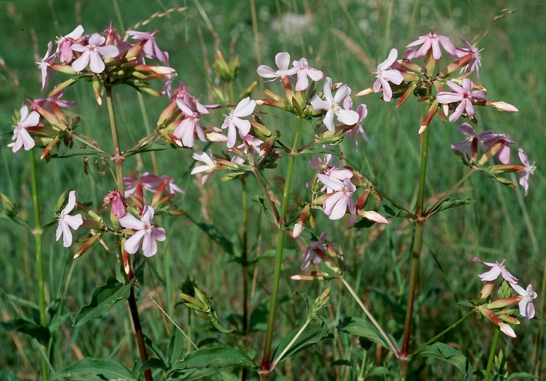 Saponaria officinalis