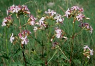 Saponaria officinalis