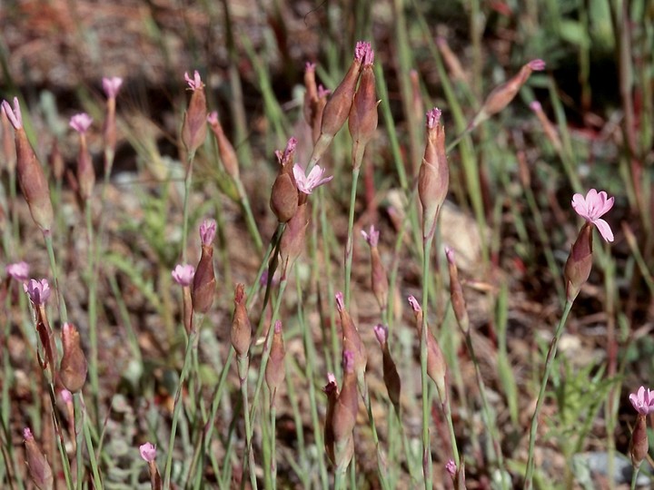 Petrorhagia velutina