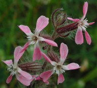 Silene gallica