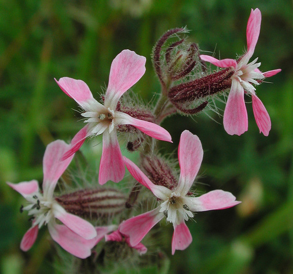 Silene bellidifolia