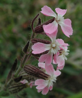 Silene bellidifolia