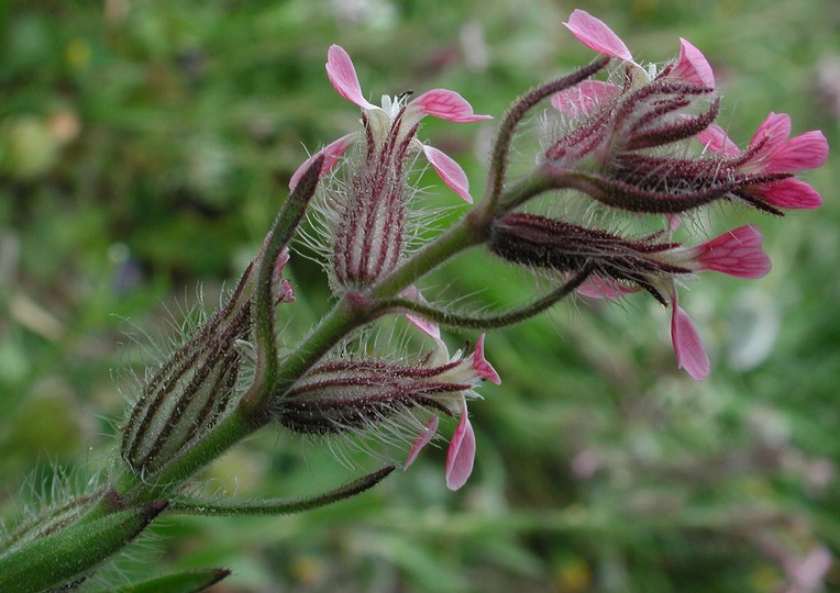 Silene gallica