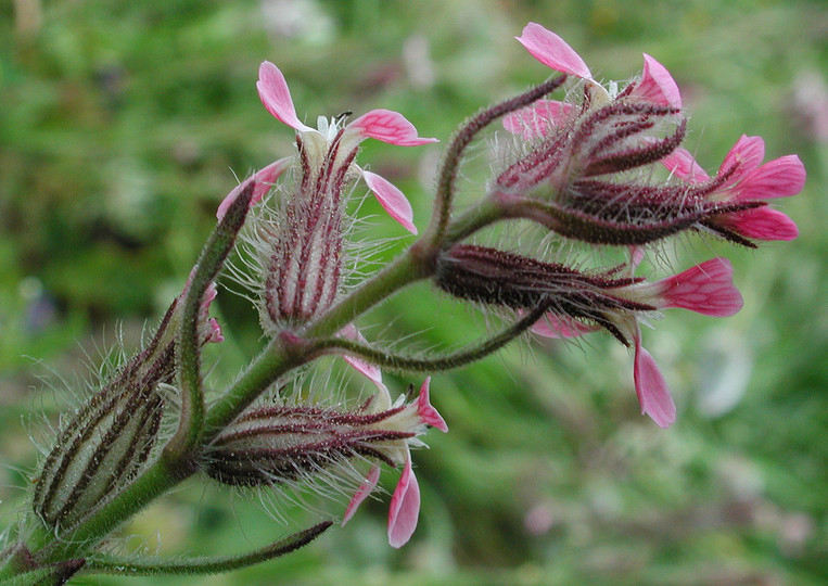 Silene bellidifolia