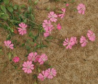 Silene colorata