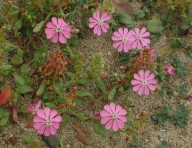 Silene colorata