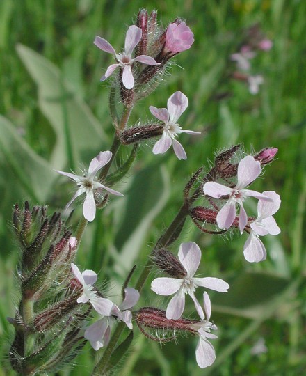 Silene gallica