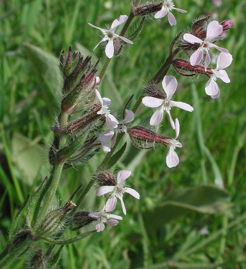 Silene gallica