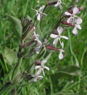 Silene gallica