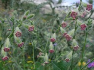 Silene bellidifolia