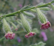 Silene bellidifolia