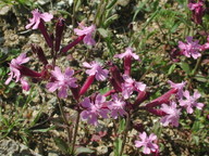 Silene aegyptica