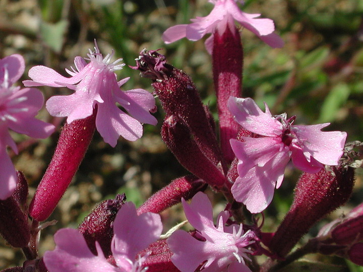 Silene aegyptica