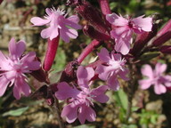 Silene aegyptica