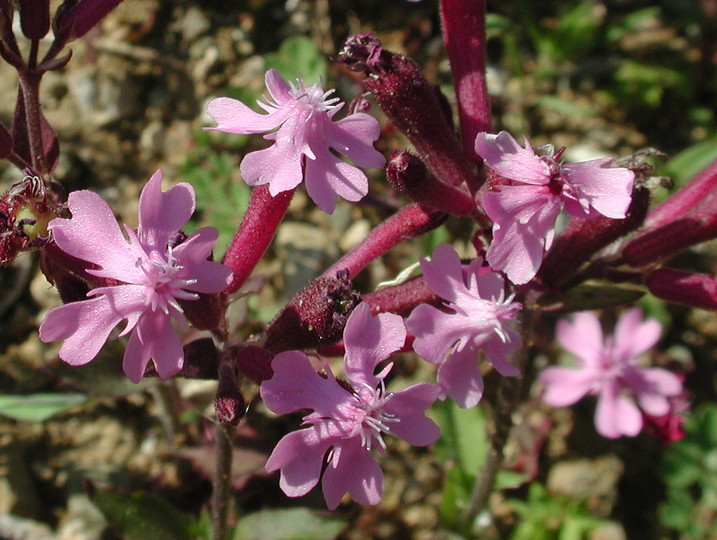 Silene aegyptica