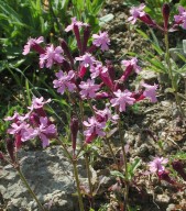 Silene aegyptica