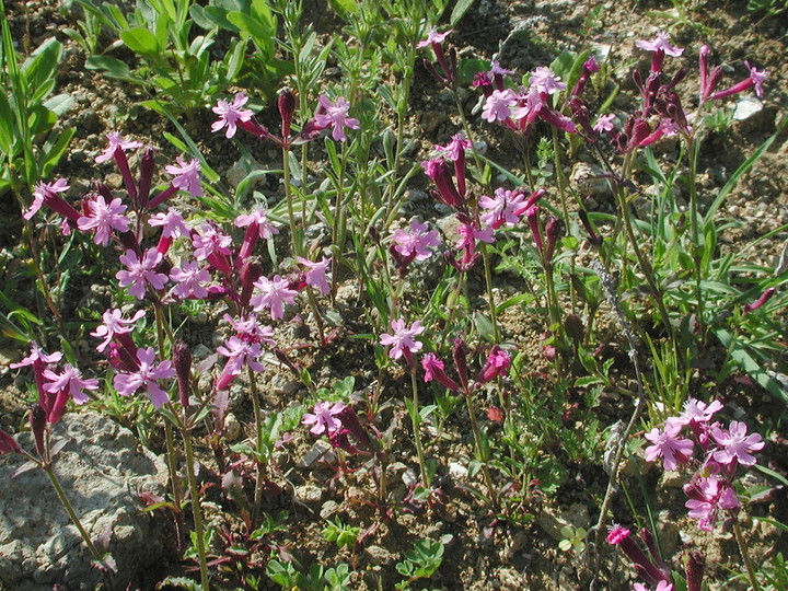 Silene aegyptica