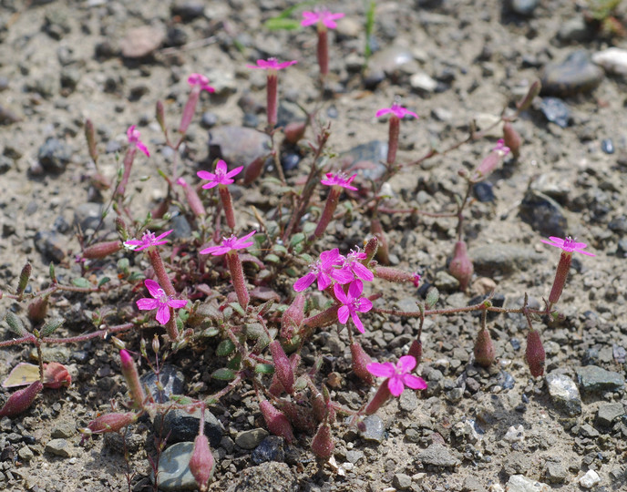 Silene salamandra