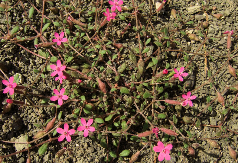 Silene salamandra