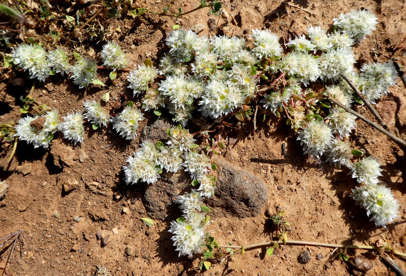 Paronychia argentea