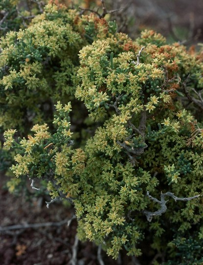 Gymnocarpus decander