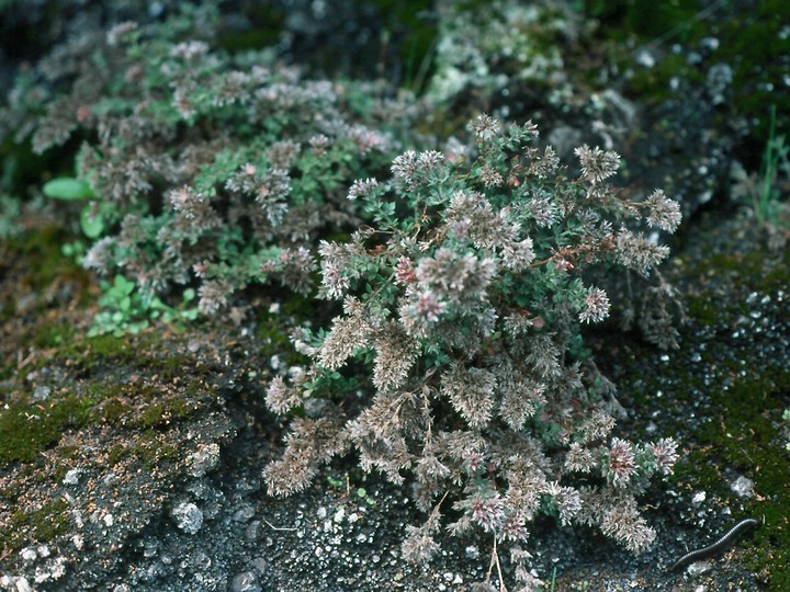 Polycarpaea divaricata