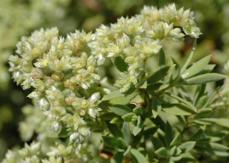 Paronychia canariensis