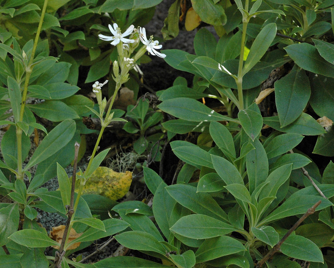 Silene bourgeaui