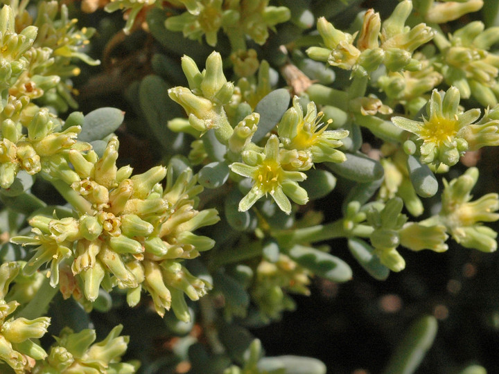 Gymnocarpus decander