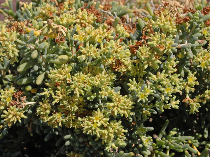 Gymnocarpus decander