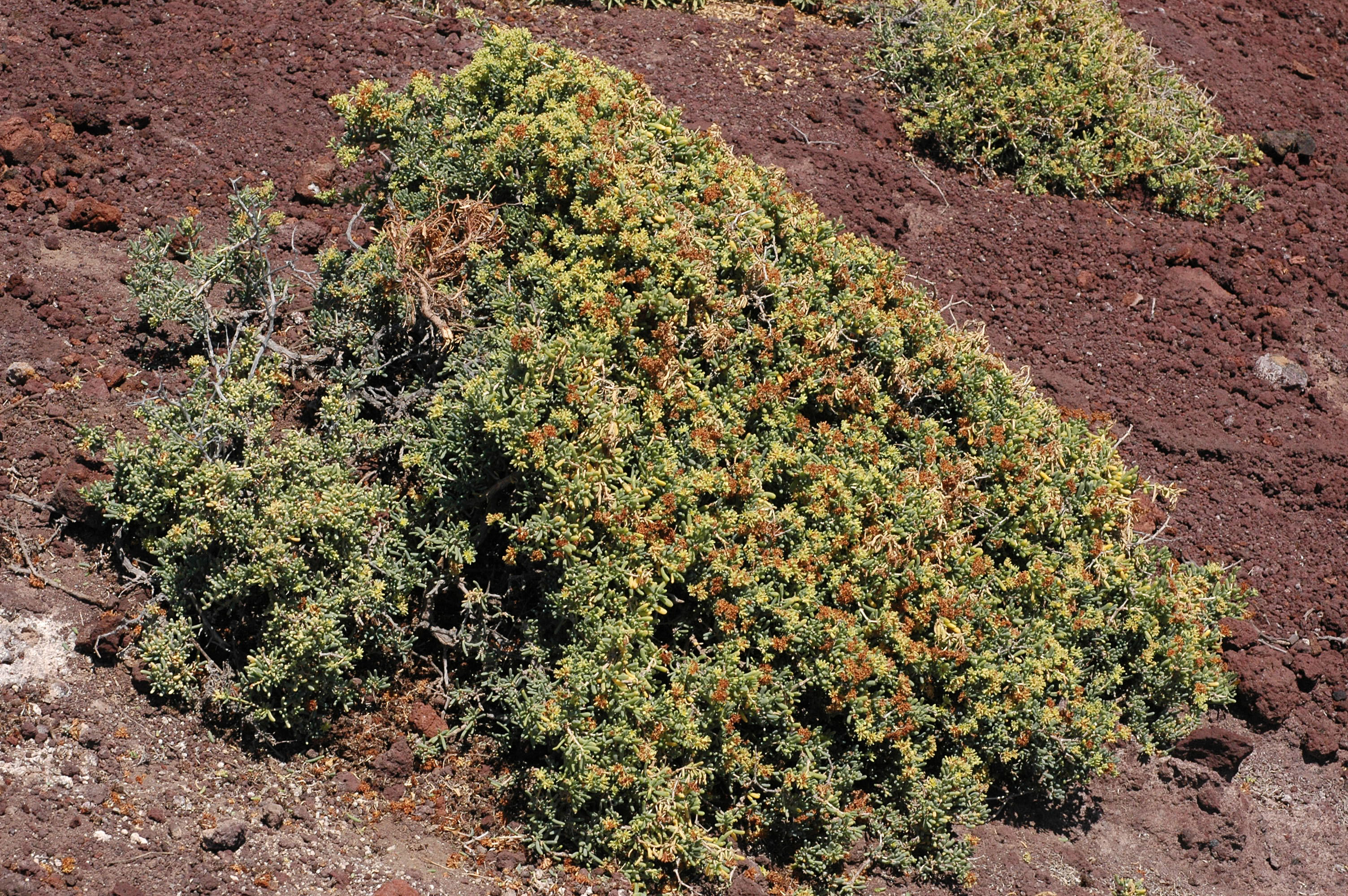 Gymnocarpus decander