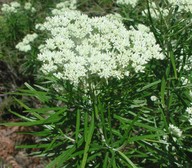 Cassinia longifolia