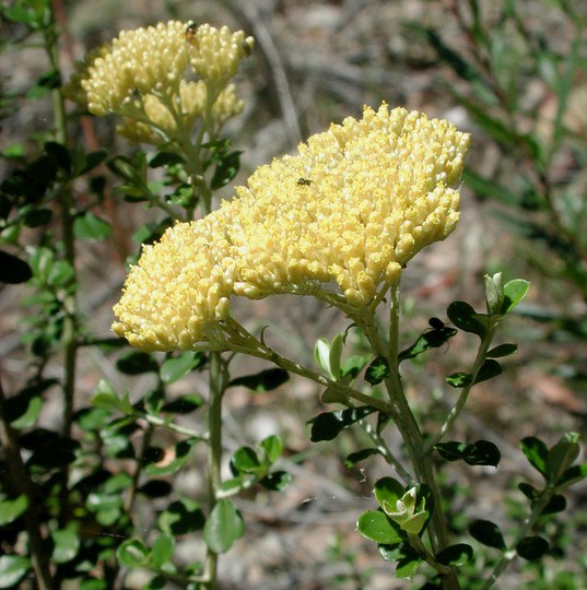 Cassinia sp.