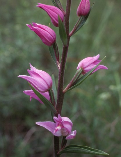 Cephalanthera rubra