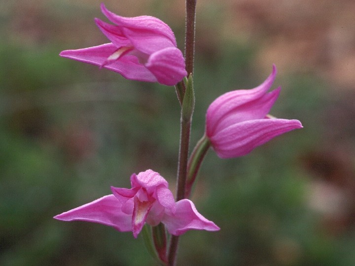 Cephalanthera rubra