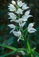 Cephalanthera longifolia